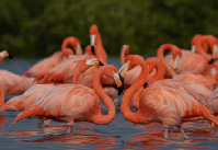 Tour Flamencos